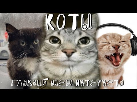 Видео: Коты - главный мем интернета