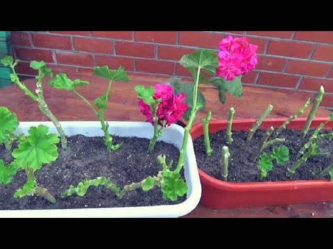 Видео: Осеннее черенкование Герани. Подготовка грунта