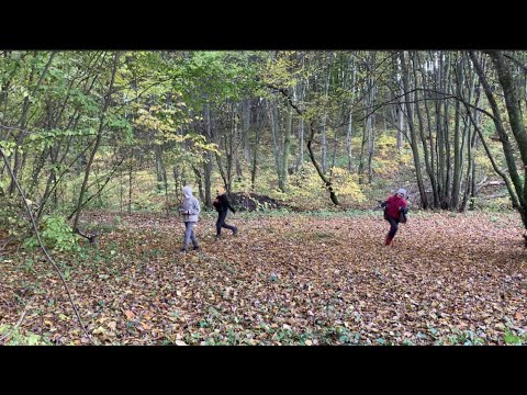 Видео: Приїхали в ліс. Збираємо царськи гриби.