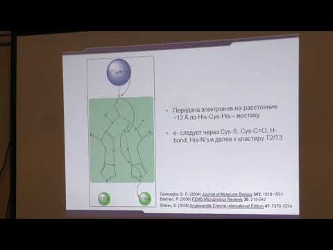 Видео: Клячко Н. Л. - Механизмы ферментативного катализа - 10. Неорганические элементы в составе ферментов