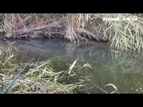 Видео: Бугунги балиқ овимиз хар сафаргидан зур булди. Куриб мазза қилинг #баликови #рыбалка  #telegram 
