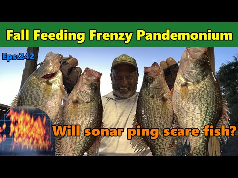 Видео: Отпугивает ли рыбу эхолокационный сигнал? Отличная рыбалка. #acccrappiestix #crappiefishing #live...