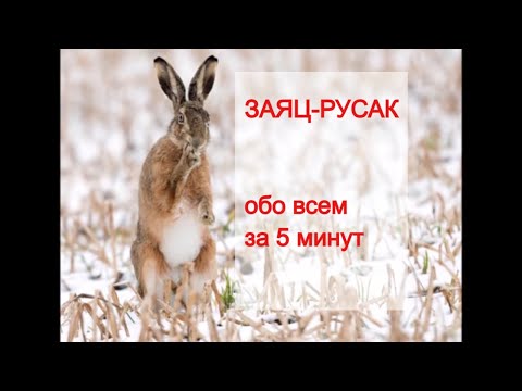 Видео: ЗАЯЦ-РУСАК (Lepus europaeus). Энциклопедия дикой природы