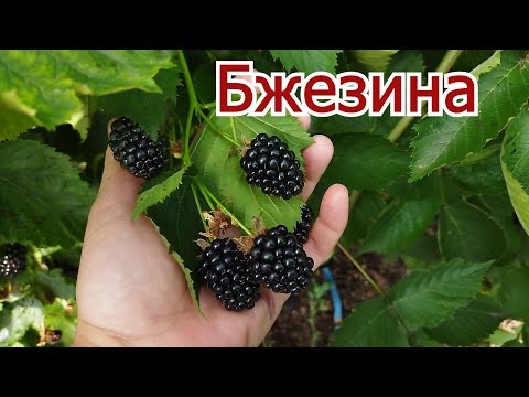 Видео: Ежевика Бжезина. Обзор сорта в пригороде Воронежа. 2023