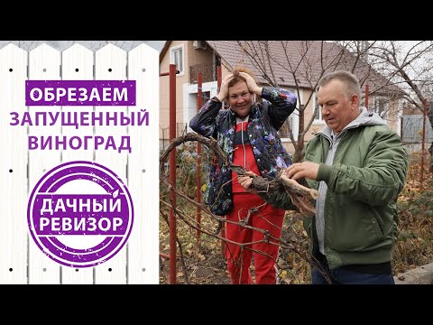 Видео: Дачный ревизор. Обрезка старого ВИНОГРАДА для повышения урожайности