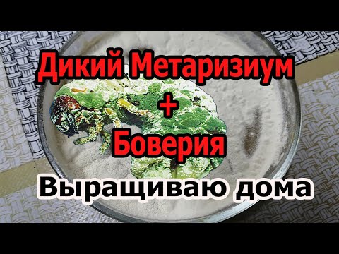 Видео: СРЕДСТВО ПРОТИВ  ЖУКОВ, КЛЕЩЕЙ и ХРУЩЕЙ! Забудьте про химию навсегда! Боверия, метаризиум.
