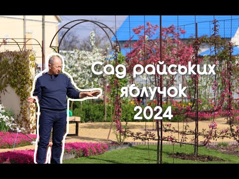 Видео: Сад колекціонера райських яблучок, 2024. Прогрес створення. Ландшафтний дизайн.