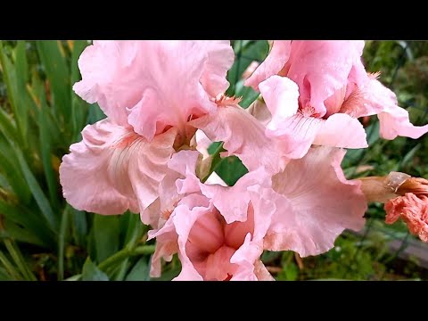 Видео: Сезон ірисів, льон, герань, керія, ялівець. Season of irises, flax flowers, geranium, kerria.