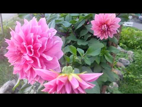 Видео: Водоёмы & Парки...Троещина & Воскресенка...11.09.2025 г 