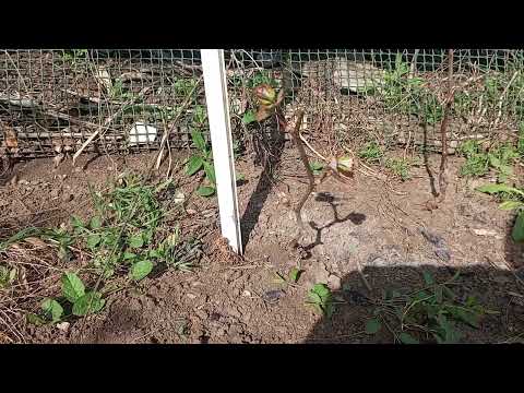 Видео: Рислинг, красностоп, мускат, совиньон, каберне, шардоне сорта распускаются на моем участке.