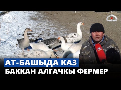 Видео: Ат-Башыда каз баккан алгачкы фермер