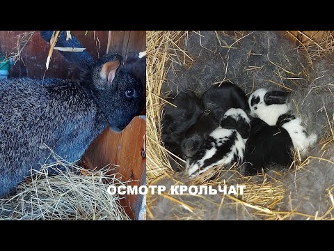 Видео: ОСМОТР ГНЕЗДА КРОЛЬЧИХИ 🐇 12 ДНЕЙ КРОЛЬЧАТАМ 🐰🐰🐰