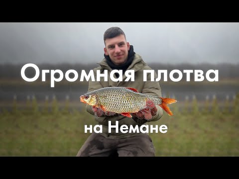 Видео: ФИДЕРНАЯ РЫБАЛКА. Ловля огромной плотвы в ноябре на реке Неман Как наловить много крупной плотвы.