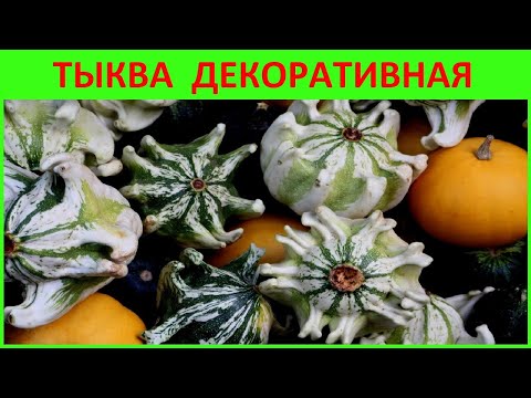 Видео: ✅ТЫКВА ДЕКОРАТИВНАЯ - КОРОНА! ЗАГАДОЧНОЕ ПО СОДЕРЖАНИЮ -  ОРИГИНАЛЬНОЕ ПО ФОРМЕ #тыква_декоративная