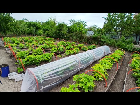 Видео: Накрываем клубники плёнкой 🥰