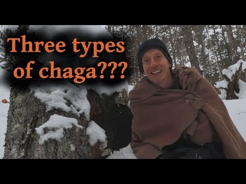 Видео: 3 вида гриба чага, 3 способа применения