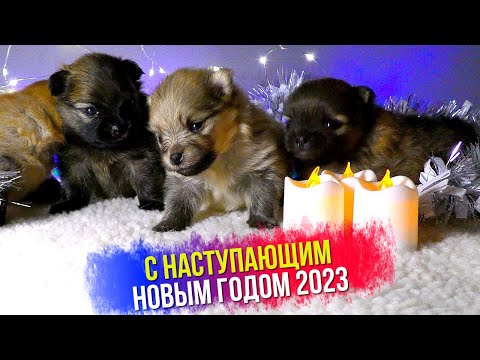 Видео: Друзья! С Наступающим Новым годом 2023. Счастья, мира, здоровья и добра всем вам!