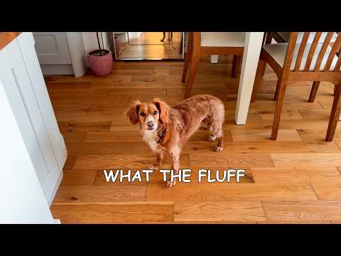 Видео: Реакция моей собаки на шланг