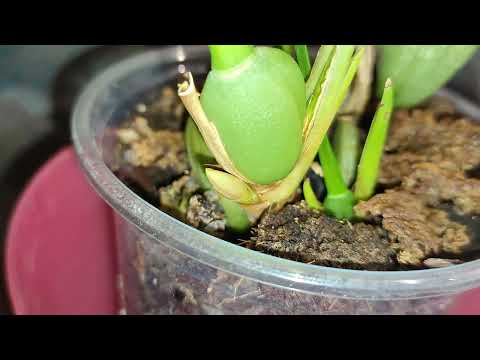 Видео: Maxillaria tenuifolia(Максиллярия тонколистная) появился первый бутон в домашних условиях#maxillaria