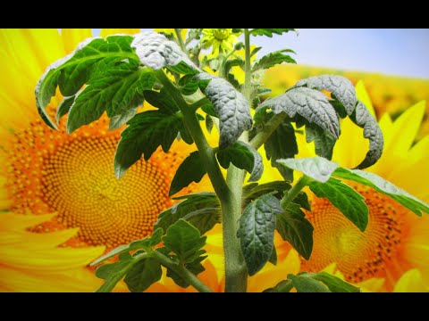 Видео: Томатные Гномы не вытягиваются в рассаде! Их можно сеять раньше других томатов.