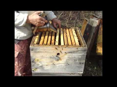 Видео: 8 04 22 Хороший облет  Первый осмотр семей