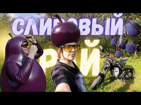 Видео: Поехали в ЗАБРОШЕННЫЕ дачи. Нашли клондайк СЛИВ, пьяную ПТИЦУ и собственное ВЫГОРАНИЕ