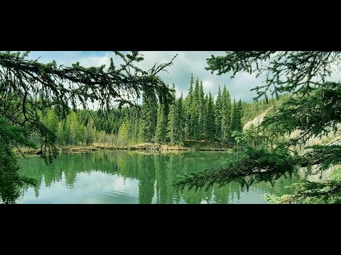 Видео: Путешествие на Аляску. Фильм 4 из 5. На Аляске. Денали