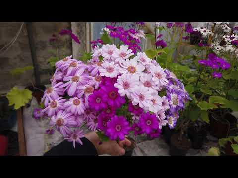 Видео: Как я зарабатываю на остатках Цинерарии Гибридной.