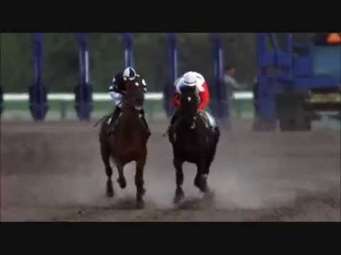 Видео: Скаковая лошадь Резвая (последние минуты жизни)