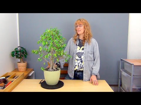 Видео: Сращивание фикусов Бенджамина (ч.8).