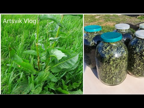 Видео: Как сушить/авелук/дикий щавель//Aveluk// Ավելուկը հեշտ և արագ չորացնելու տարբերակ