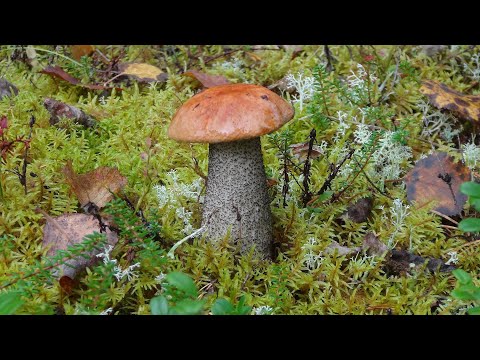 Видео: Знакомство с Карелией. Мечты... Мечты... Часть 15