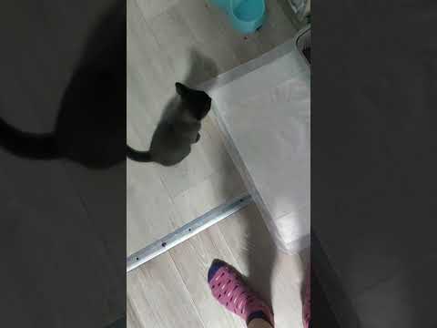 Видео: Играем с котиком (Счастливчиков) 