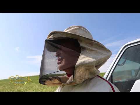 Видео: Сумандаа сайхан амьдаръя-Сэлэнгэ аймгийн Шаамар сум 44 \ 2021 \