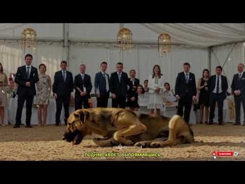 Видео: Отвергнутую На Аукционе Собаку Покупает Юноша, И То, Что Случилось Дальше, Тронуло Всех.