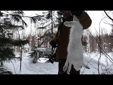 Видео: В УПОР ПО ЗАЙЦУ ИЗ МЕЛКАШКИ...