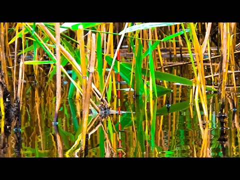 Видео: Вечірня риболовля і знову результат.