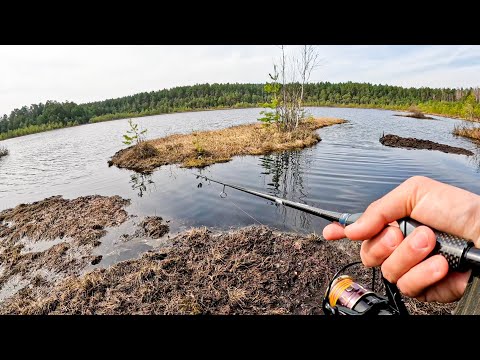 Видео: ТАКОЕ Я ЕЩЁ НЕ ЛОВИЛ! Рыбалка в ЧЁРНОЙ ВОДЕ на болоте на спиннинг в апреле 2024