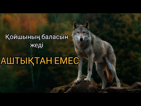 Видео: Қасқырдың бөлтірігін өлтіремін деп баласынан айырылған Қойшы