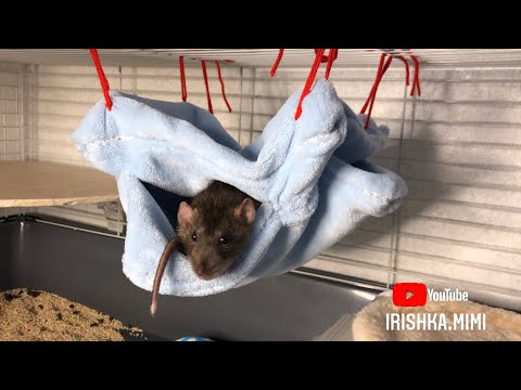 Видео: Гамак для крыс 🐀