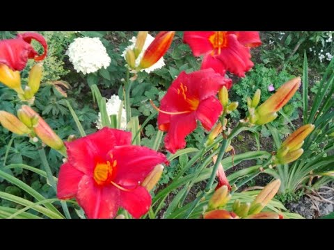 Видео: Лілейники в садовому дизайні.👌 Продаж лілейників.💲