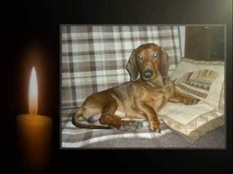 Видео: В память о самой любимой собаке...