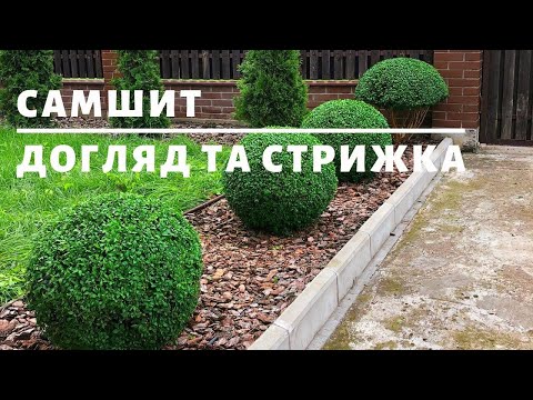 Видео: САМШИТ. ДОГЛЯД ТА СТРИЖКА | ТОПІАРНИЙ САД