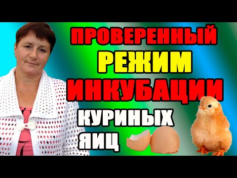 Видео: Режим инкубации куриных яиц. Основные моменты инкубации.