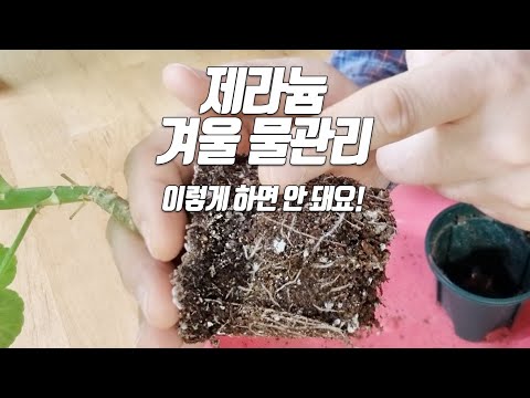 Видео: Все об управлении поливом герани зимой - домашнее озеленение дачного сада #пеларгония