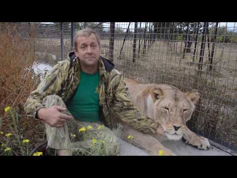 Видео: Львица Мама Чоли ЗАШЛА В ВОЛЬЕР РОЖАТЬ !