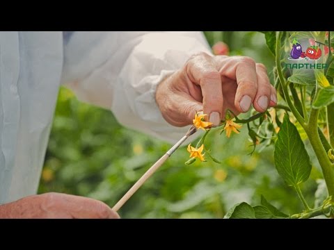 Видео: Опыление томатов