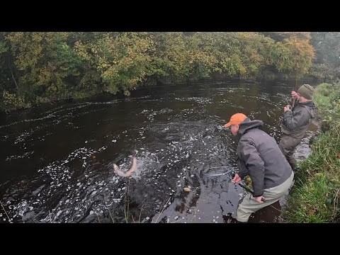 Видео: Река Агивей Лосось на лету (Верю в успех)