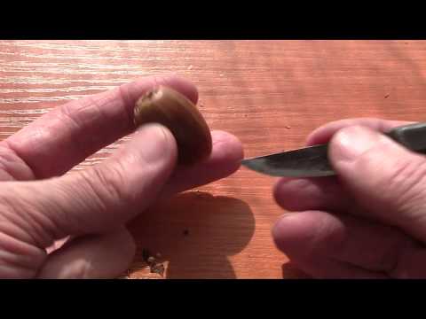 Видео: Как вырастить дуб. Как определить хорошие желуди. Часть 3.