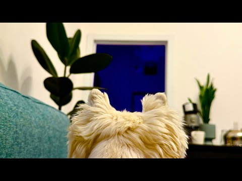 Видео: Мои растения🍀 Прогулка и купание Мартина⚡️ Домашний влог🕊️